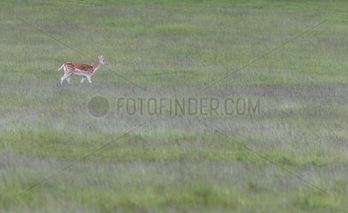 Fallow Deer walking in a meadow at spring GB