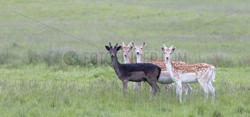 Flock Fallow Deers in a meadow at spring GB