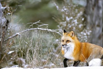 Male Red fox walking in the snow during rut period