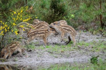 Young Wild Boar playing at the edge of a pond Sologne France