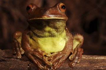 Tree Frog Night Reserve Pacaya-samiria Peru