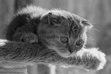 Kitten lying down on a cat tree