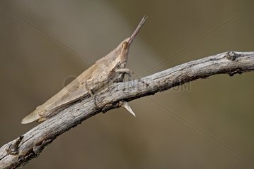 Female Locust on a branch Vidauban France