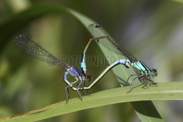 Coupling blue-tailed damselfly