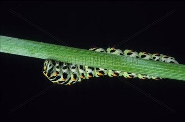 Caterpillar of Old World Swallowtail on a stem in studio