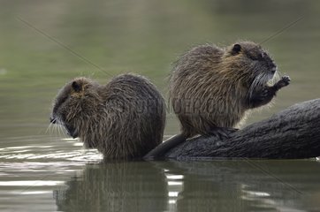 Coypu grooming on the side of the Allier river France