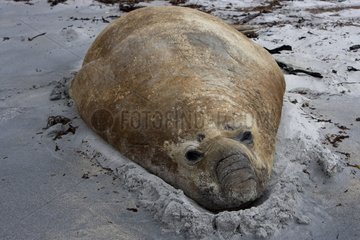 Northern elephant seal resting in Falkland Islands