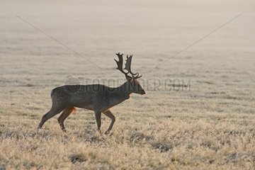 Fallow deer in a frozen meadow Great Britain