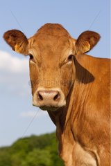 Portrait of a Cow Limousine France