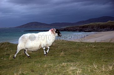 Black-face sheep at night on the moor Harris Hebrides