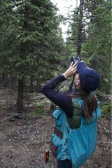 Biologe  der einen namerischen roten Eichhörnchen Yukon Canada beobachtet