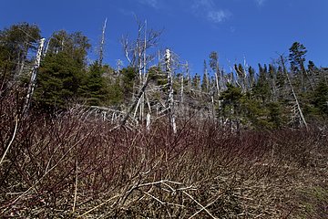 Forest destroyed by a storm Quebec Canada