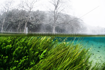 Aquatic vegetation and bank under snow  Bueges spring  Occitania  France