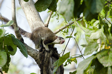 Grizzled giant squirrel on branch - Minneriya Sri Lanka