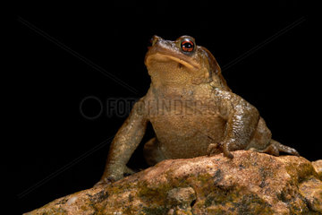 Male Common toad on black background