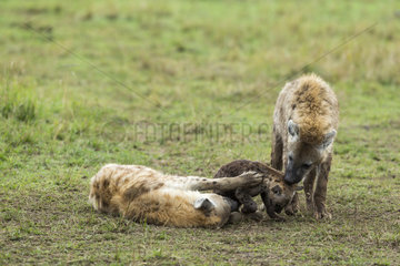 Spotted Hyena females and young playing - Masai Mara Kenya