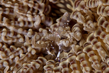 Transparent shrimp - Bohol Philippines