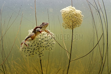 Agile frog (Rana dalmatina) and eggs in a pond of the Prairies du Fouzon  Loir et Cher  France