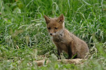 Red fox (Vulpes vulpes) young in the vicinity of the burrow in prairie  Ardenne  Belgium