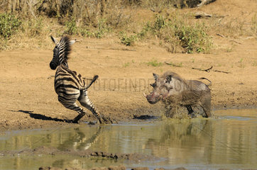 Young Burchell's Zebra (Equus burchellii) chased away by a Western Warthog (Phacochoerus africanus) from the water point  Kruger  South Africa
