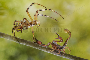 Argiope and scorpion fighting