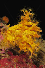Yellow Encrusting Sea Anemone (Parazoanthus axinellae) on reef  Mediterranean Sea  French Riviera  France