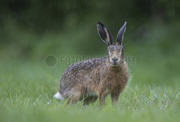 Brown Hare under the rain in a meadow at spring - GB