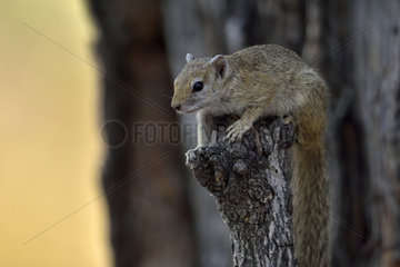 Smith's bush squirrel - Botswana Moremi