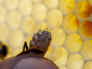 Honey bee (Apis mellifera) - A bee secreting wax scales. The bee has 8 wax glands of which the bee controls the functioning in well-determined  heat and dietary conditions. Only the bees between the ages of 12 to 18 days produce wax.