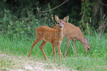 Roe deer (Capreolus capreolus) two-month-old fawns  Normandy  France