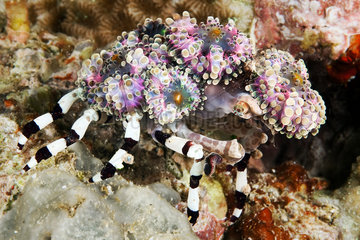 Decorator crab (Cyclocoeloma tuberculata)  Misool  Raja Ampat  west Papua  indonesia