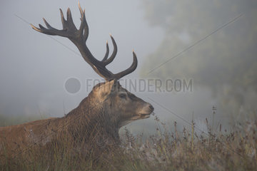 Stag Red Deer in the mist at dawn - GB