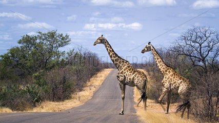 Giraffe (Giraffa camelopardalis) crossing a road  Kruger National park  South Africa