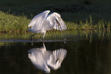 Little Egret in water and reflection - Tietar river Spain