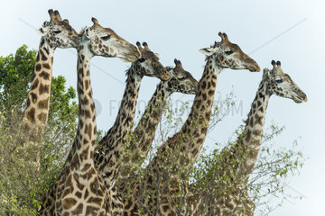 Masai giraffes in the rain - Masai Mara Kenya
