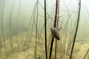 Great diving beetle (Dytiscus marginalis) in a pond  Loir et Cher  Prairies du Fouzon  France