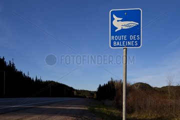 Whale Road North St. Lawrence Quebec Canada