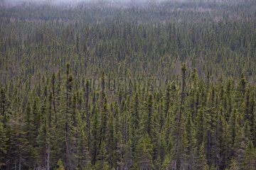 Boreal Forest NP Gaspe Peninsula Quebec Canada