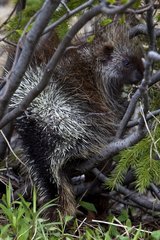 American Porcupine in branches Quebec Canada