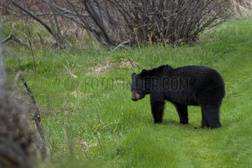 Black bear standing on the grass Quebec Canada