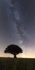 Milky Way over a tree - Brittany France