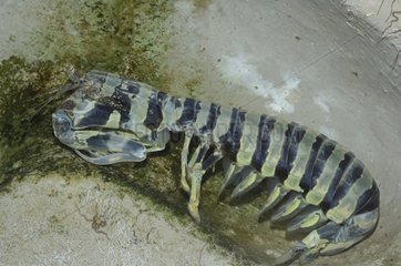 Zebra Mantis Shrimp - New Caledonia