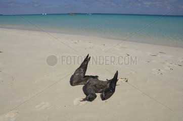 Wedge-tailed Shearwater corps on beach - New Caledonia