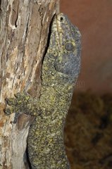 Halmahera Giant Gecko on trunk - New Caledonia