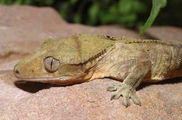 Crested Gecko on rock - New Caledonia