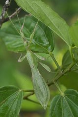 Leaf Stick Insect on foliage - New Caledonia