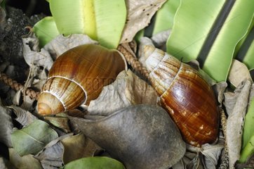Bulime Land Snails - Isle of Pines New Caledonia