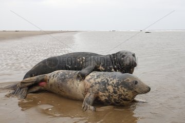 Pair of Grey seals mating on the strand in autumn UK