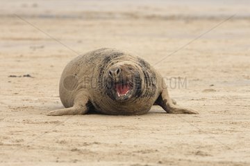 Male Grey seal yawning on the strand in autumn UK