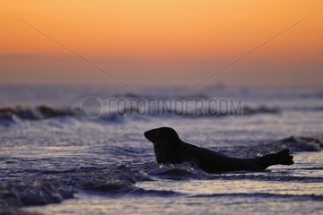 Male Grey seal laying in the surf at sunrise UK